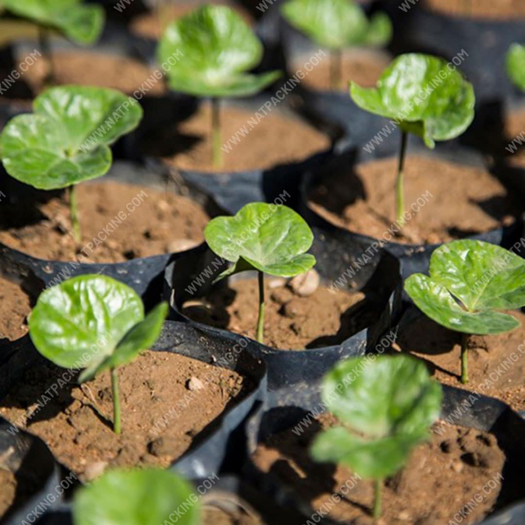 Bolsa Semillero o Chapola Agrícola Natpacking® - Imagen 6